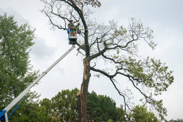 Leaf Removal in Sun Prairie, MT