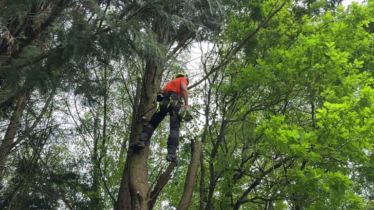 Best Tree Health Inspection  in Sun Prairie, MT