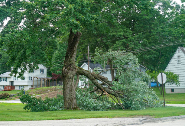 Best Emergency Tree Removal  in Sun Prairie, MT