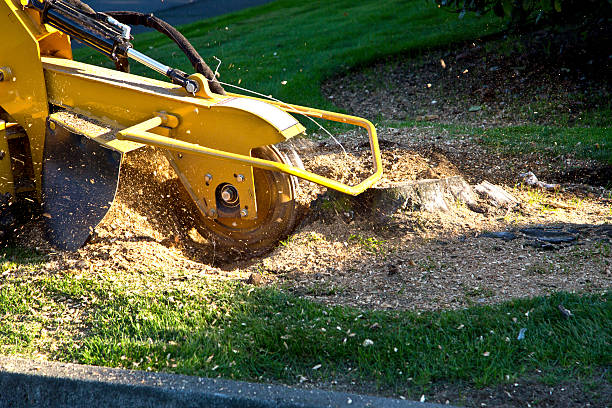 How Our Tree Care Process Works  in  Sun Prairie, MT